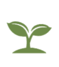 Image of Leaves